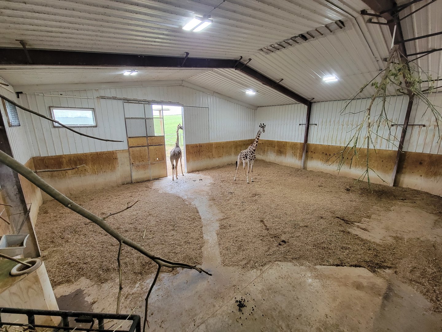 The Wilds - Masai giraffe females