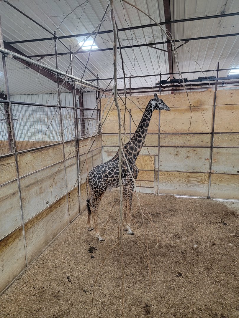 The Wilds - Masai giraffe male