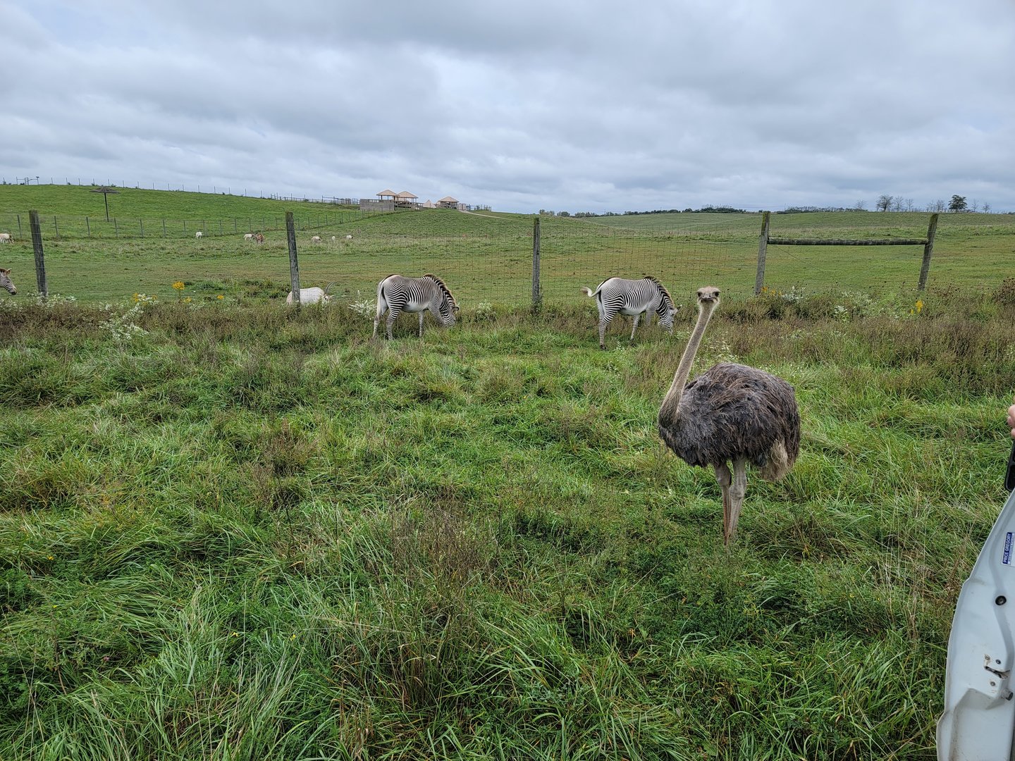 The Wilds - Ostrich and Grevy's zebra with 2 foals, scimitar oryxes and common elands in background