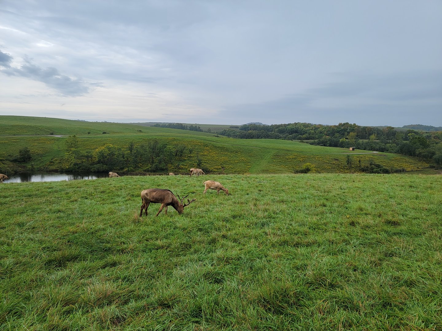 The Wilds - Pere David's deer