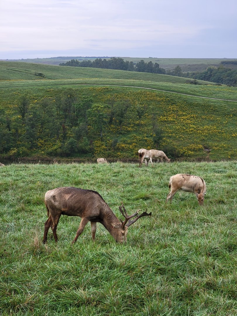 The Wilds - Pere David's deer