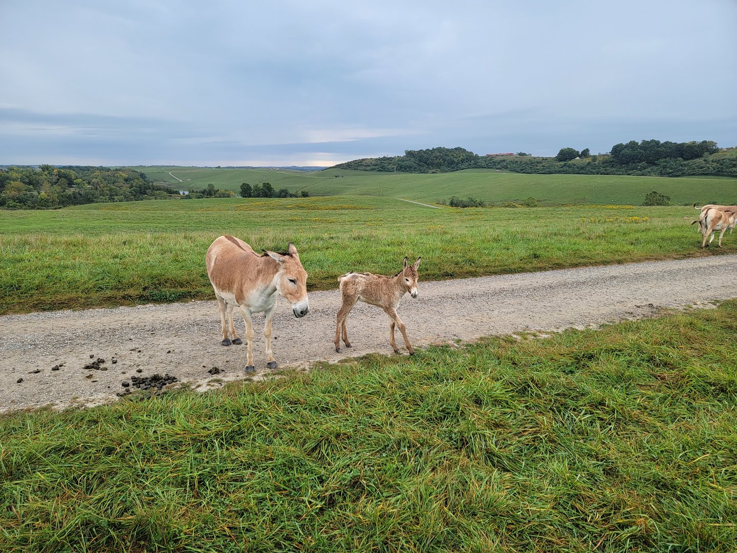 The Wilds - Persian Onager with foal