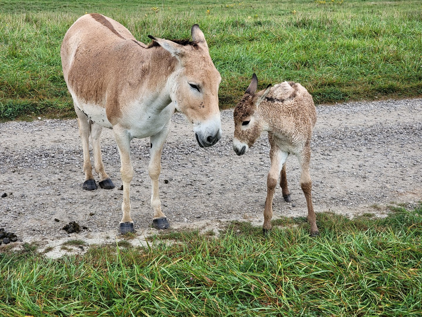 The Wilds - Persian Onager with foal