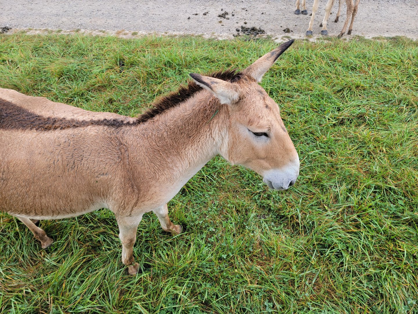 The Wilds - Persian Onager