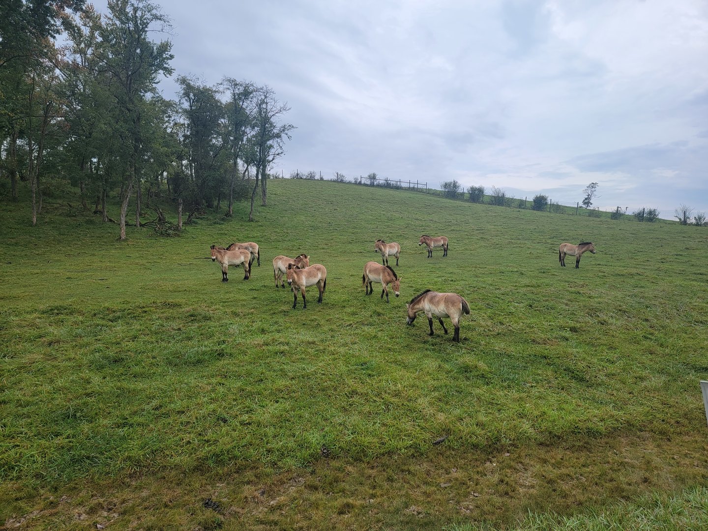 The Wilds - Przewalski's Horses