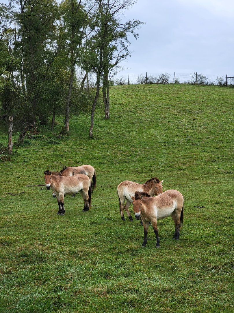 The Wilds - Przewalski's Horses