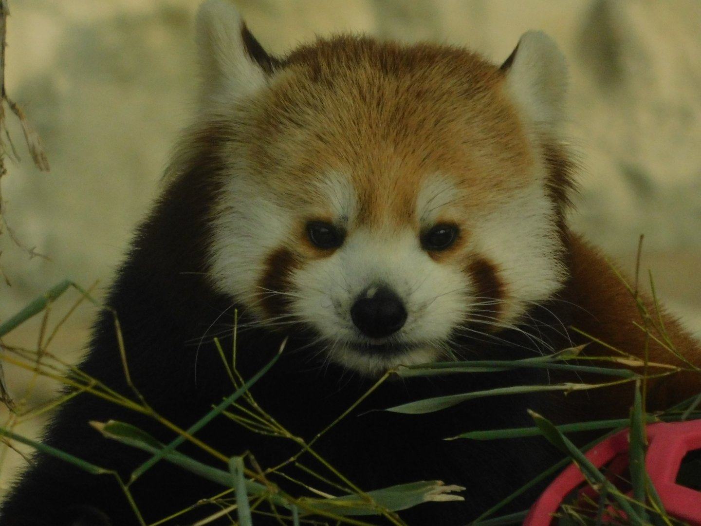 The Wilds- Red Panda - March 4, 2022