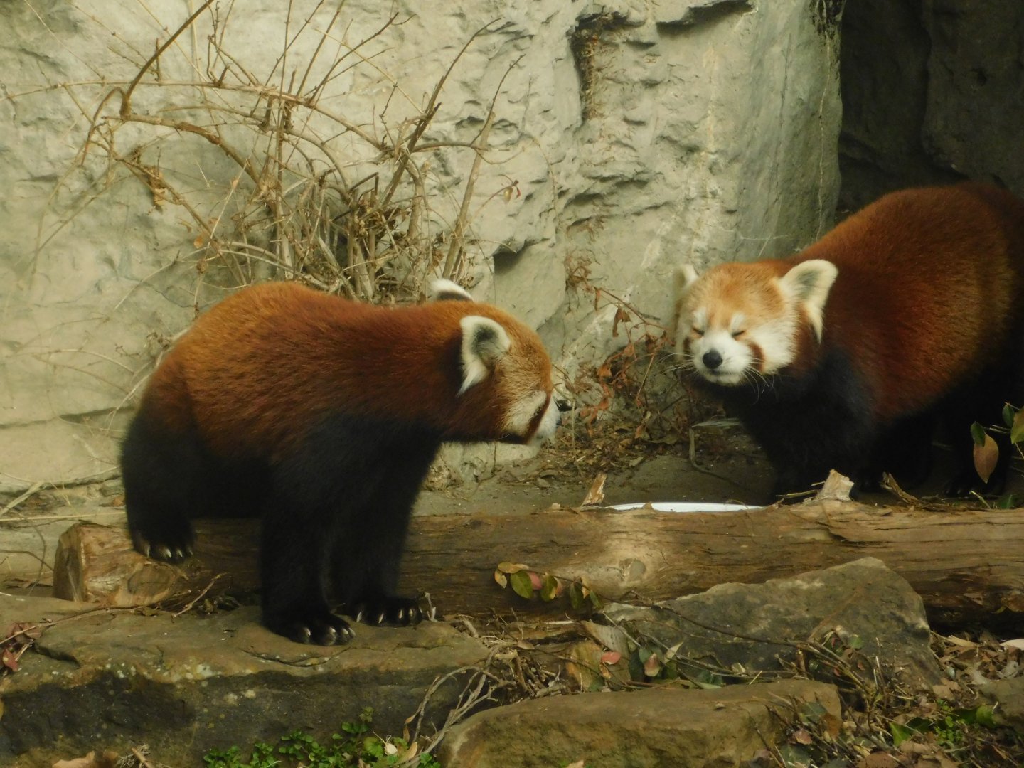 The Wilds- Red Panda - March 4, 2022