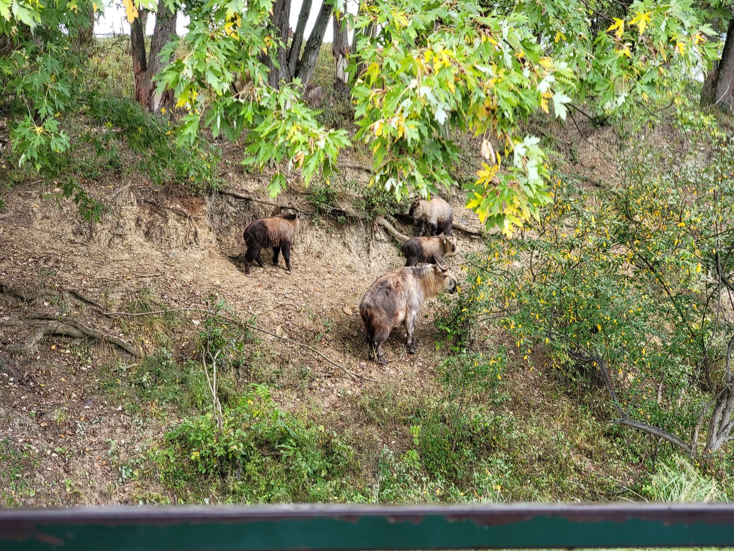 The Wilds - Sichuan takin calves