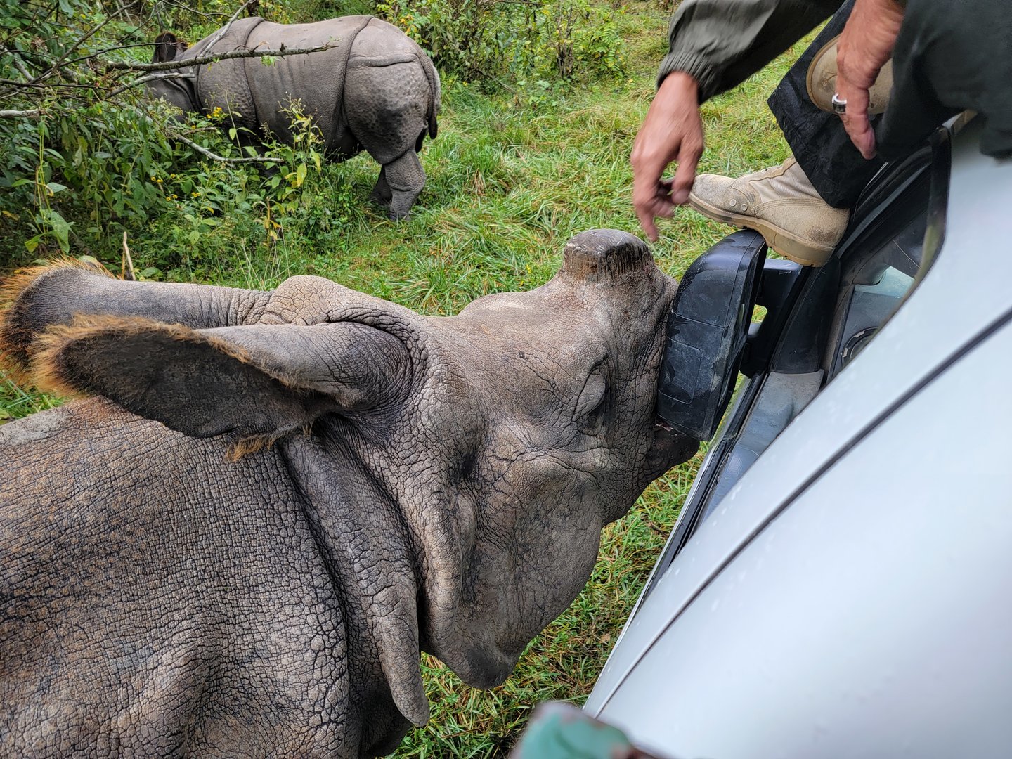 The Wilds - Sometimes car mirrors are nearly as yummy as carrots (Indian rhino)