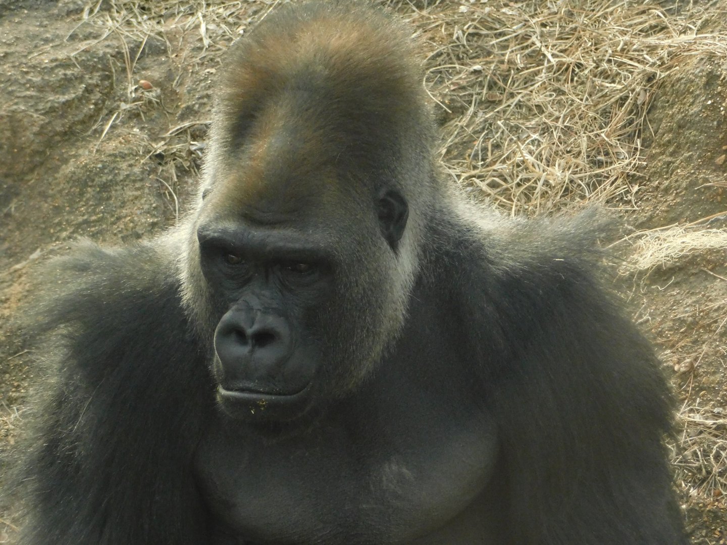 The Wilds- Western Lowland Gorilla - March 4, 2022