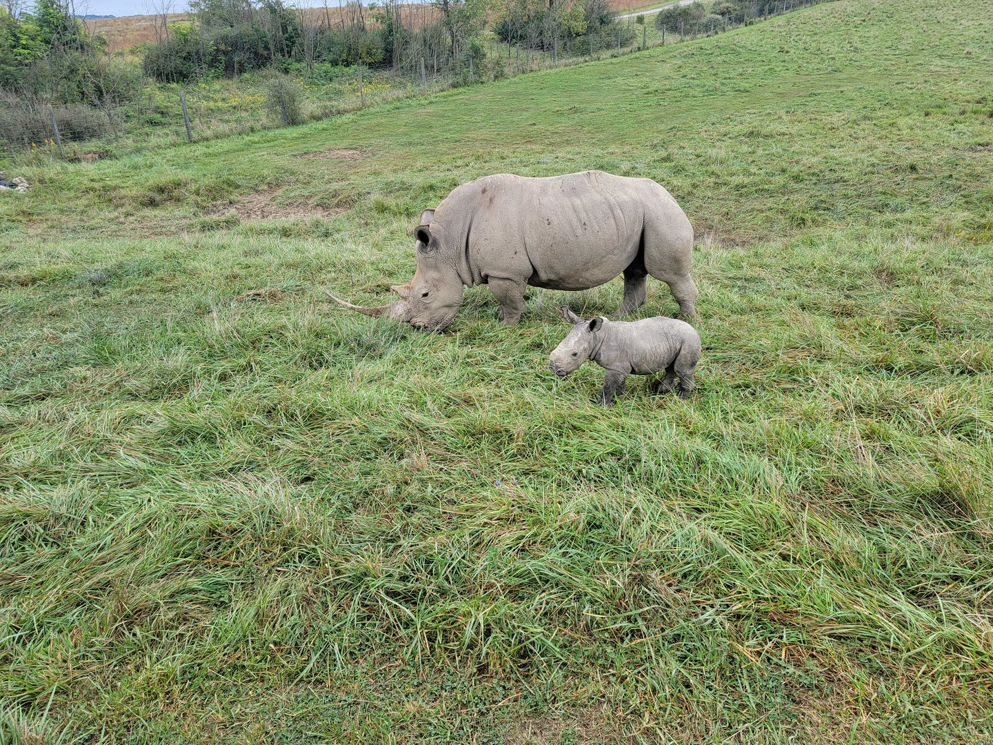 The Wilds - White rhino with week-old calf