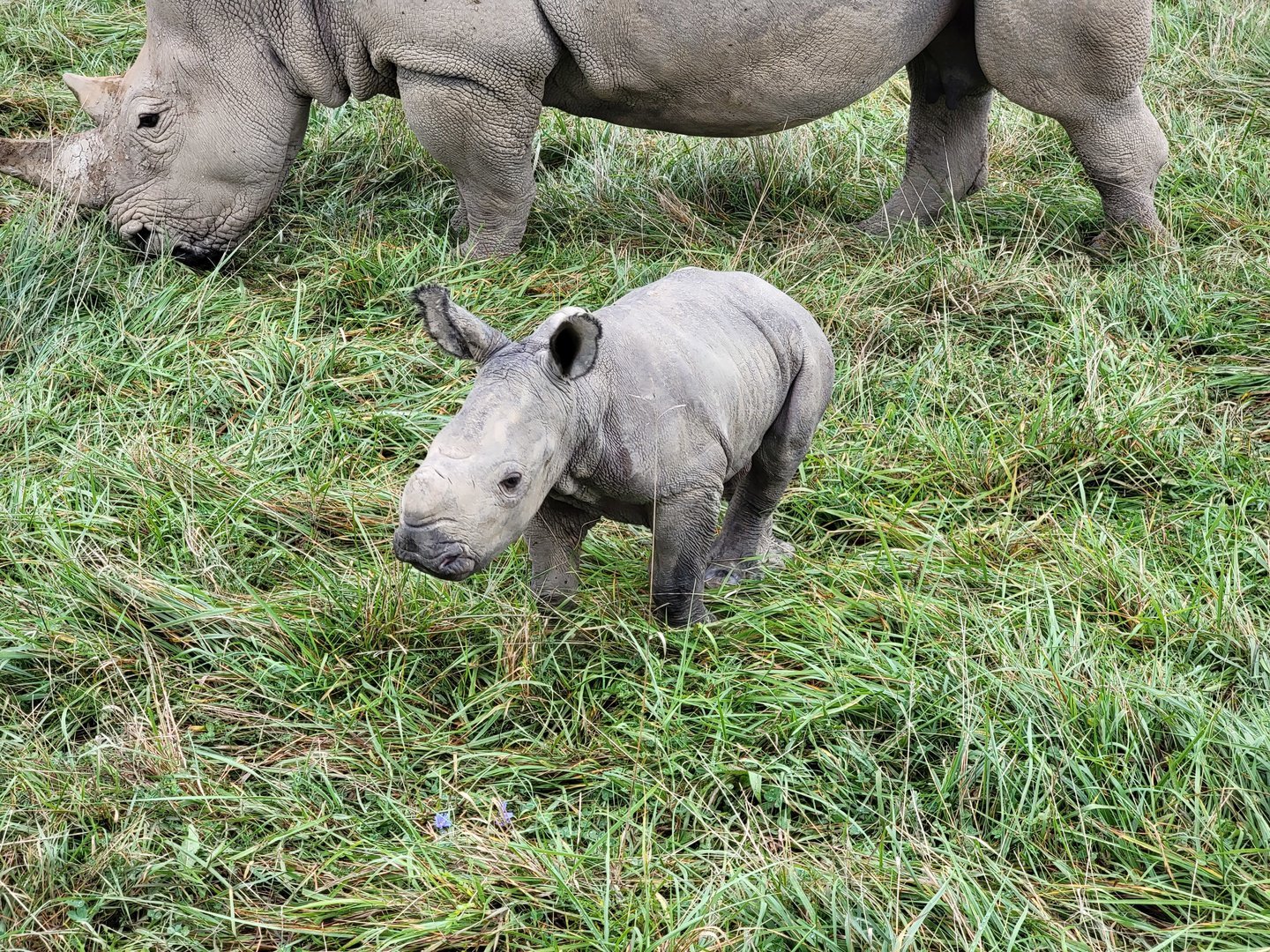 The Wilds - White rhino with week-old calf