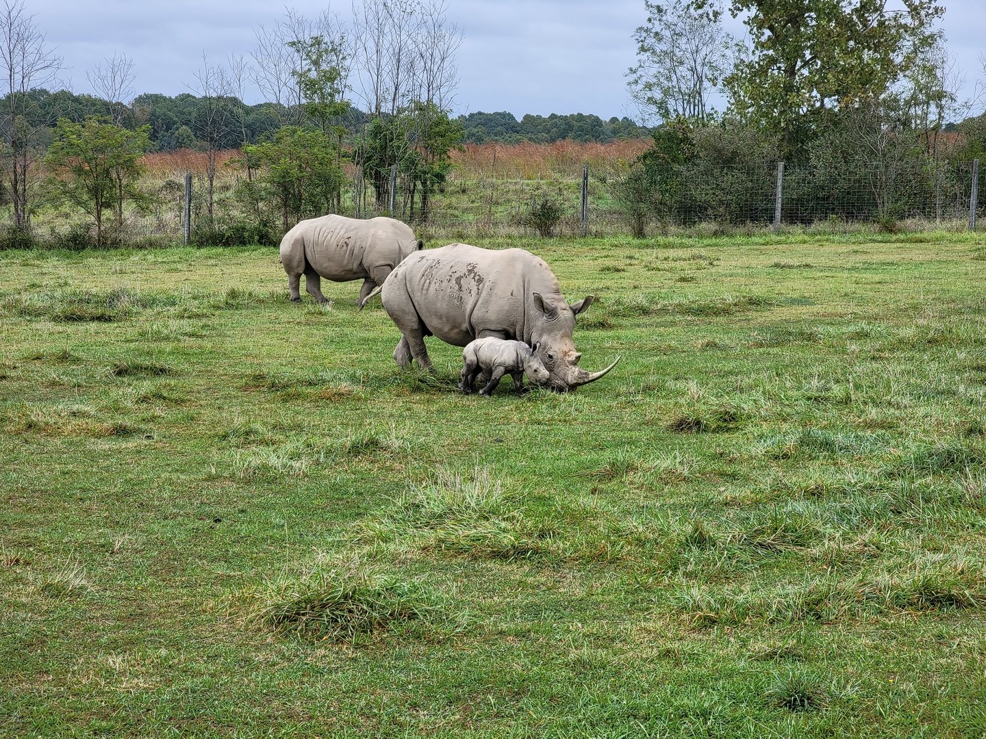 The Wilds - White rhino with week-old calf