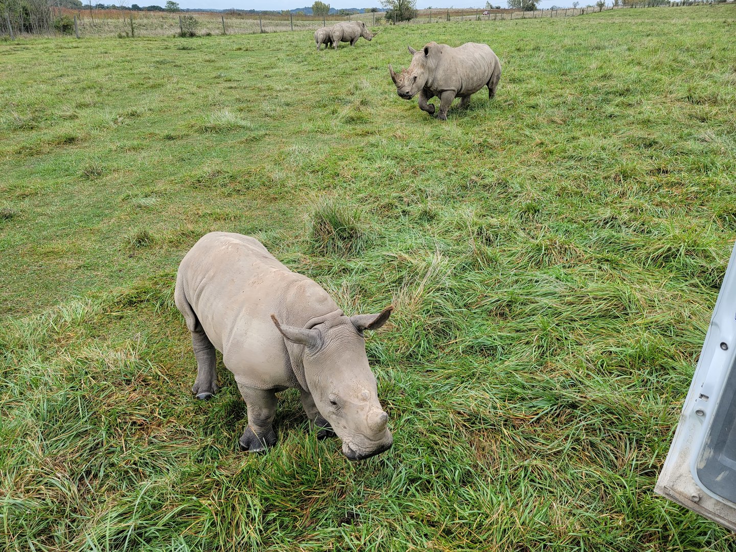The Wilds - White rhinos, 9 month old calf