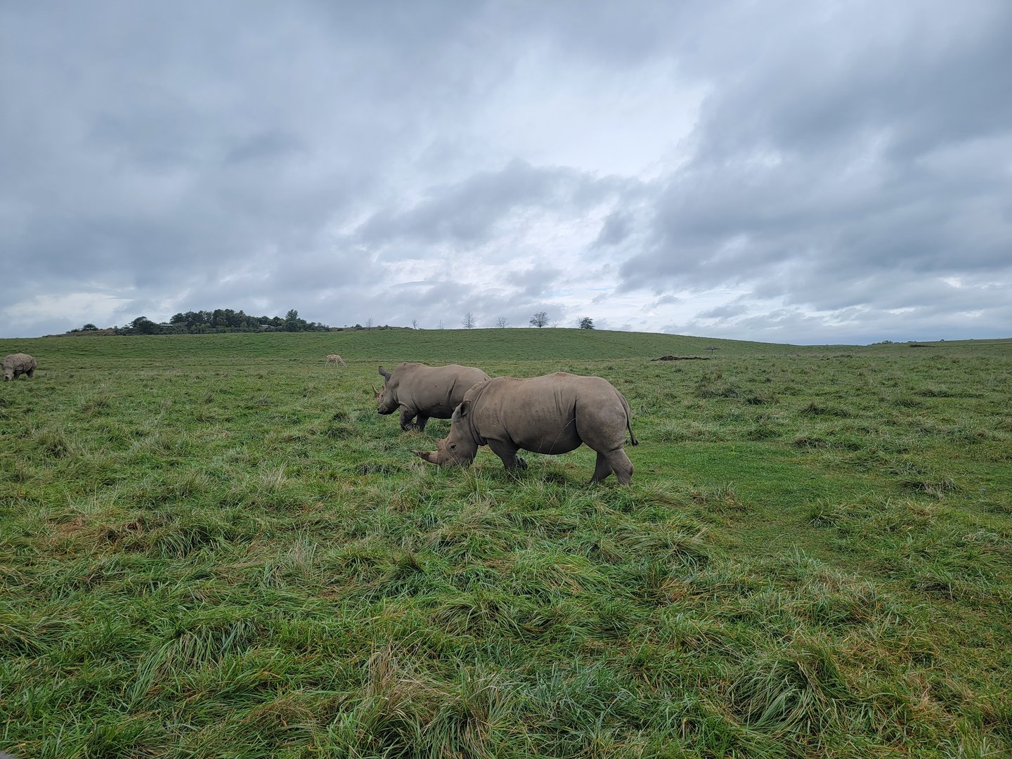 The Wilds - White rhinos, Bactrian deer doe in background