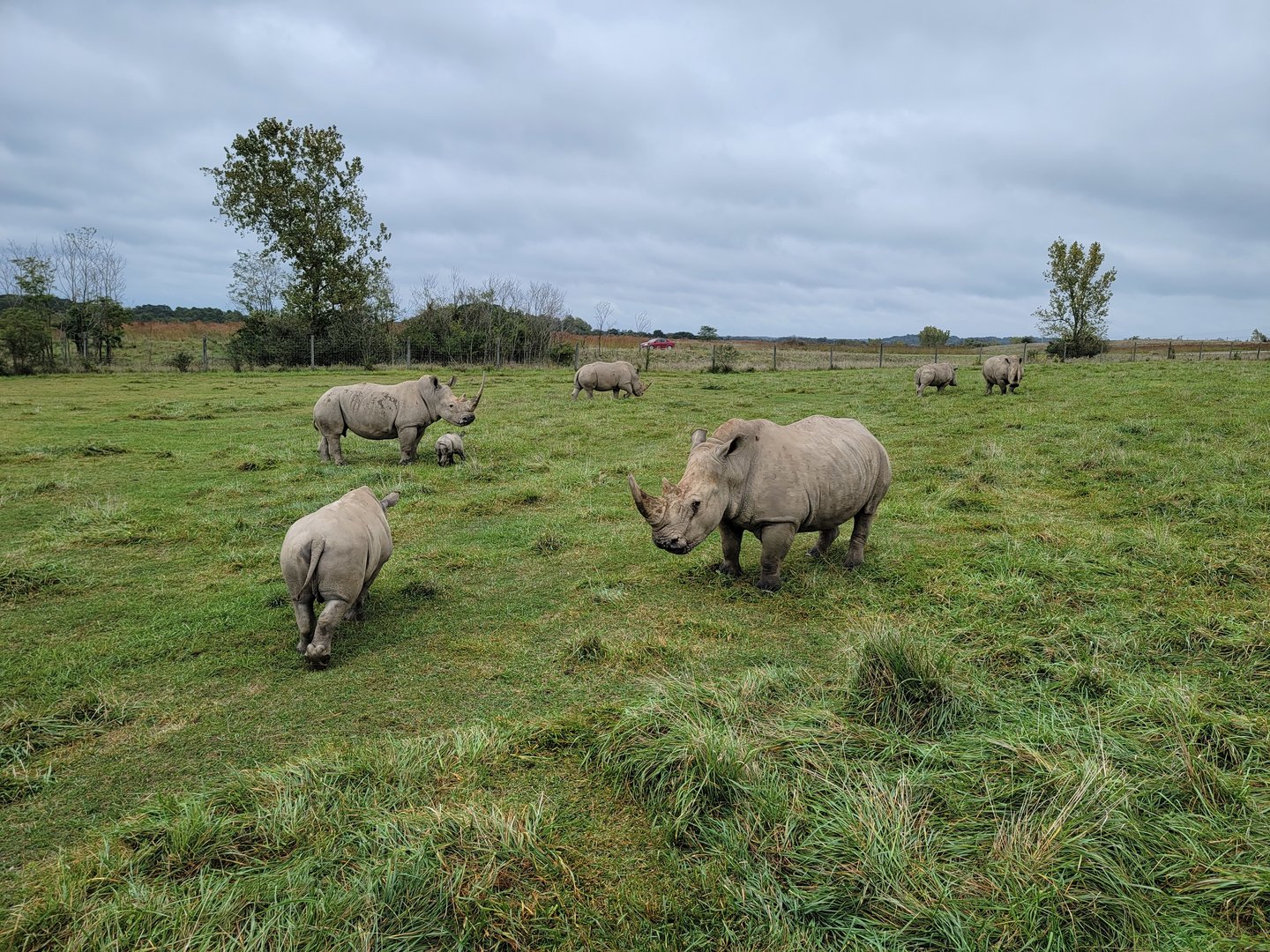The Wilds - White rhinos with week-old calf