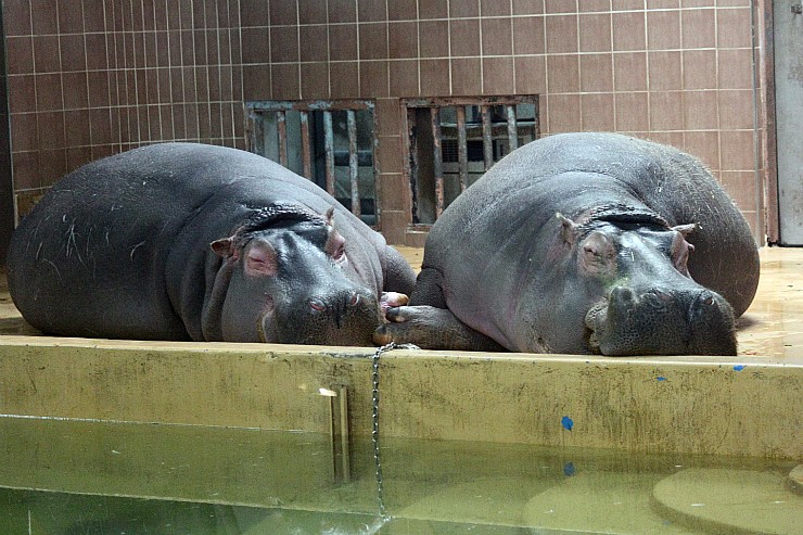 The Winter life of the hippos.