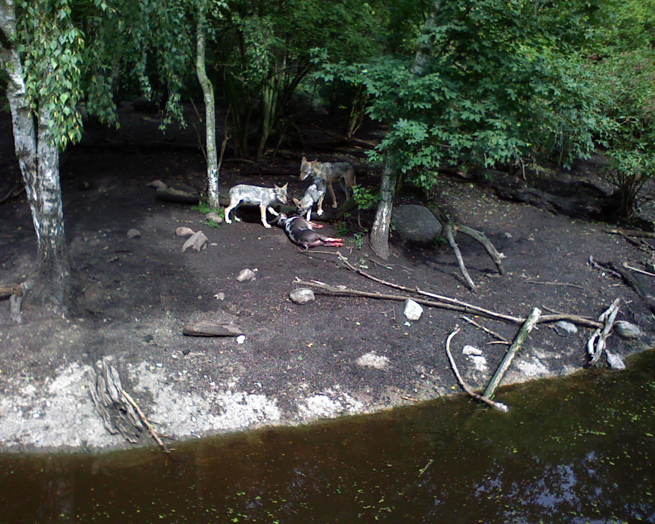 The wolfpack being fed