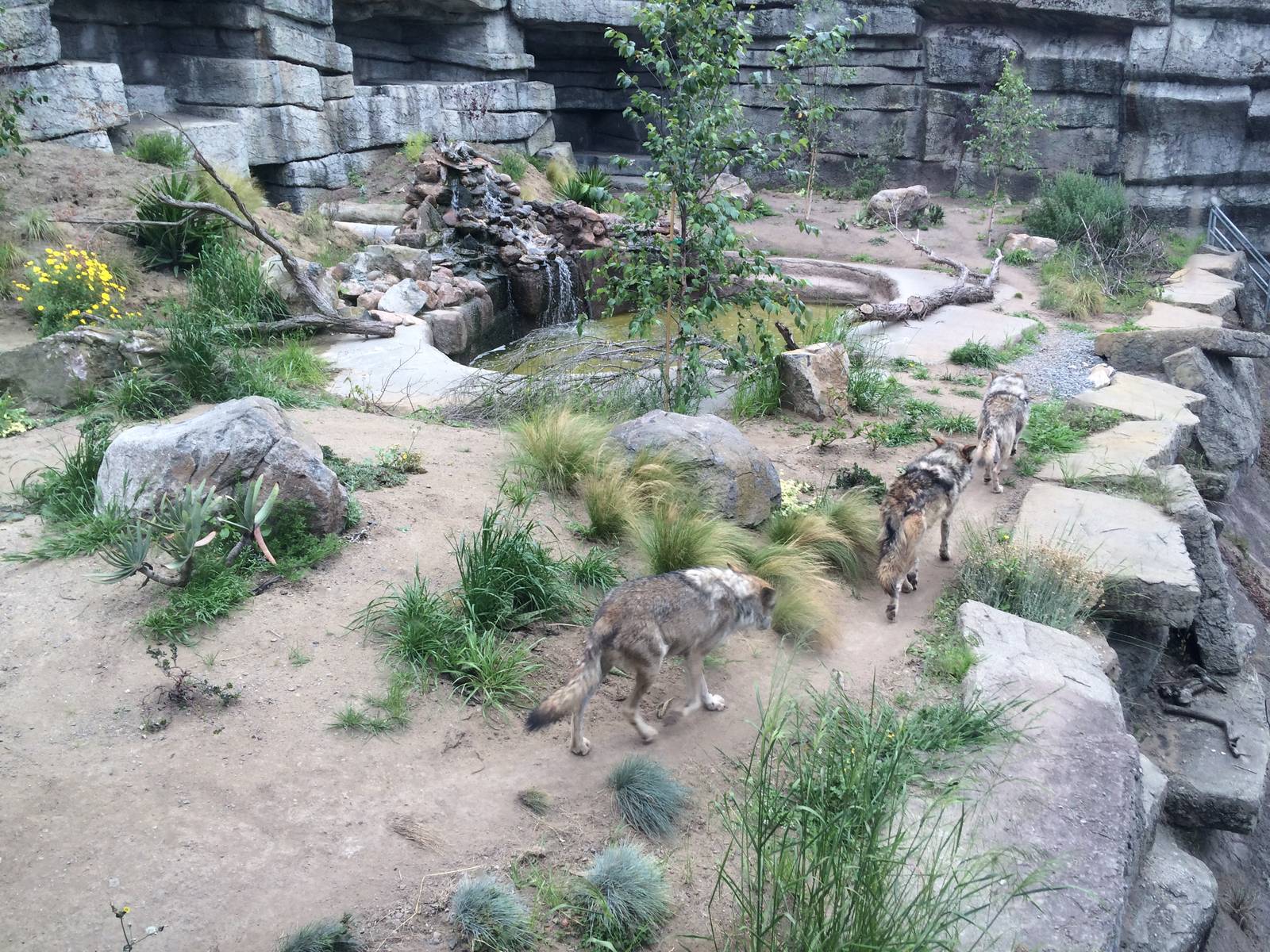 The Wolves of wolf Canyon