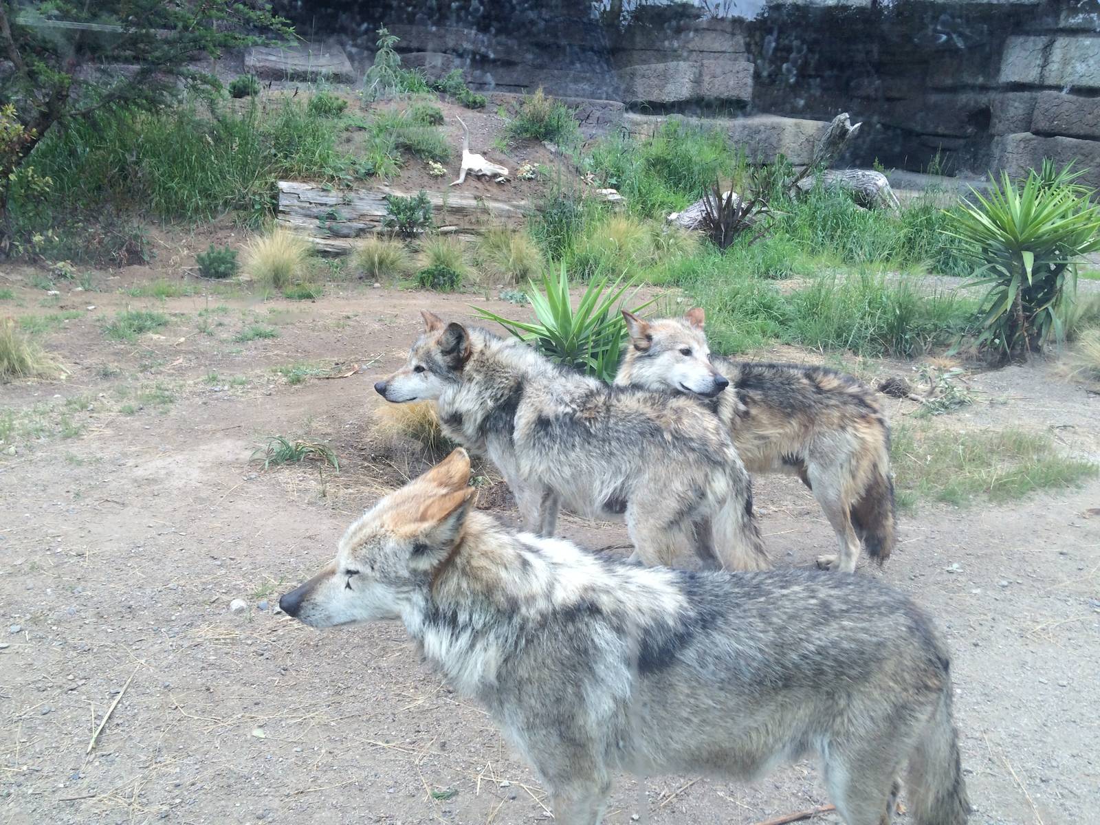 The Wolves of Wolf Canyon