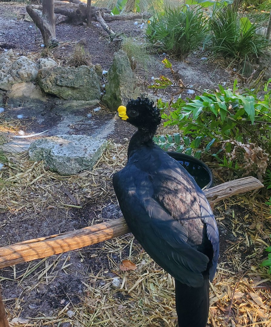 The Wonder Gardens - Great Curassow