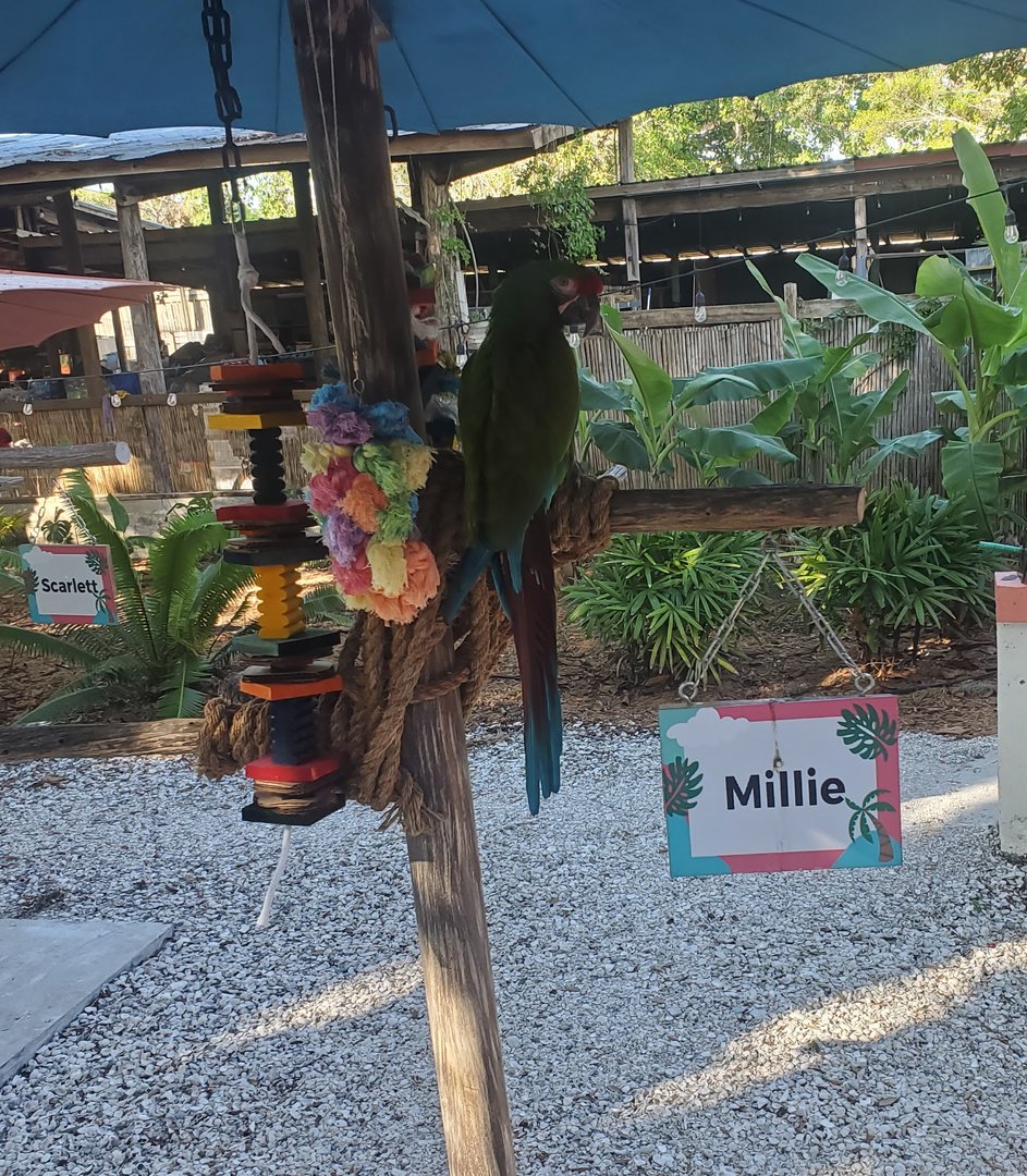 The Wonder Gardens - Macaw on a stick