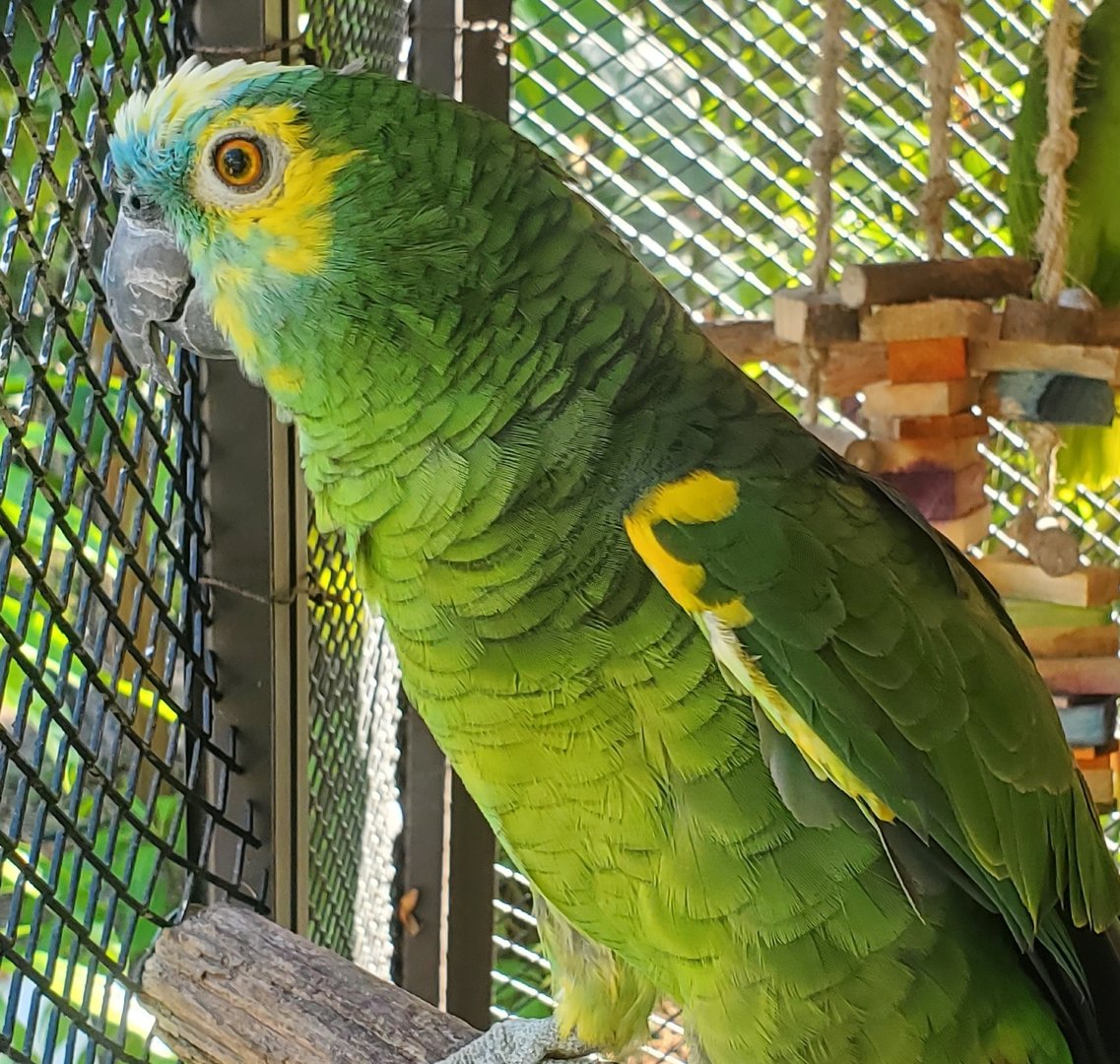 The Wonder Gardens - Turquoise-fronted Amazon