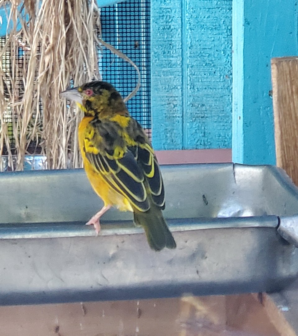 The Wonder Gardens - Village Weaver