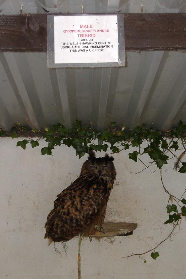 The wonders of artificial insemination...