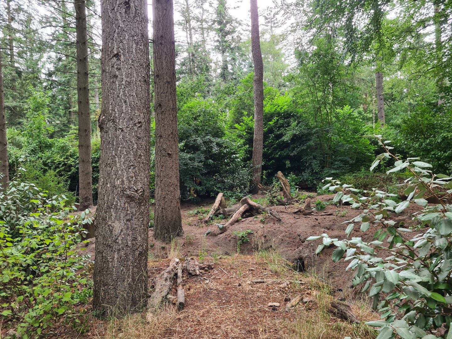 The Woods - Badger outdoor enclosure