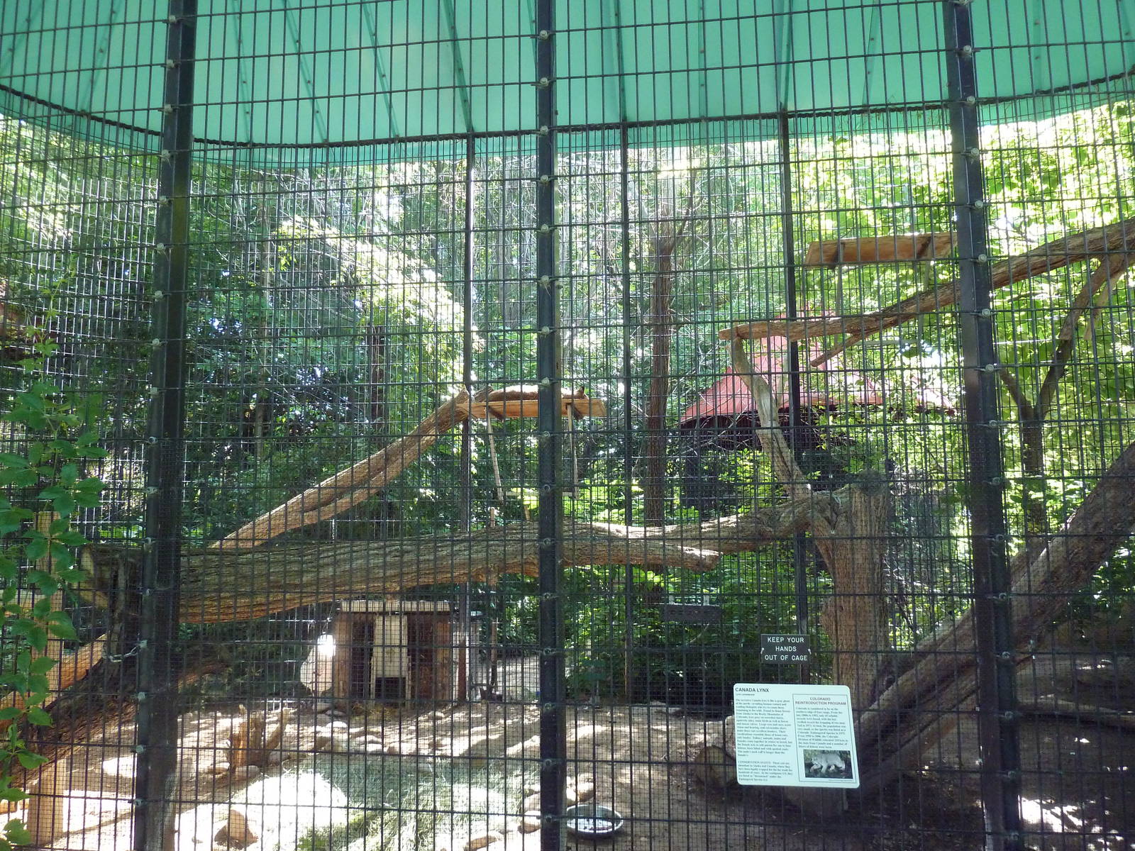 The Woods - Canada Lynx Exhibit