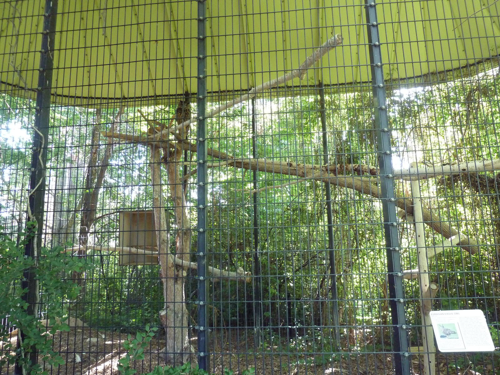 The Woods - Eurasian Eagle Owl Exhibit