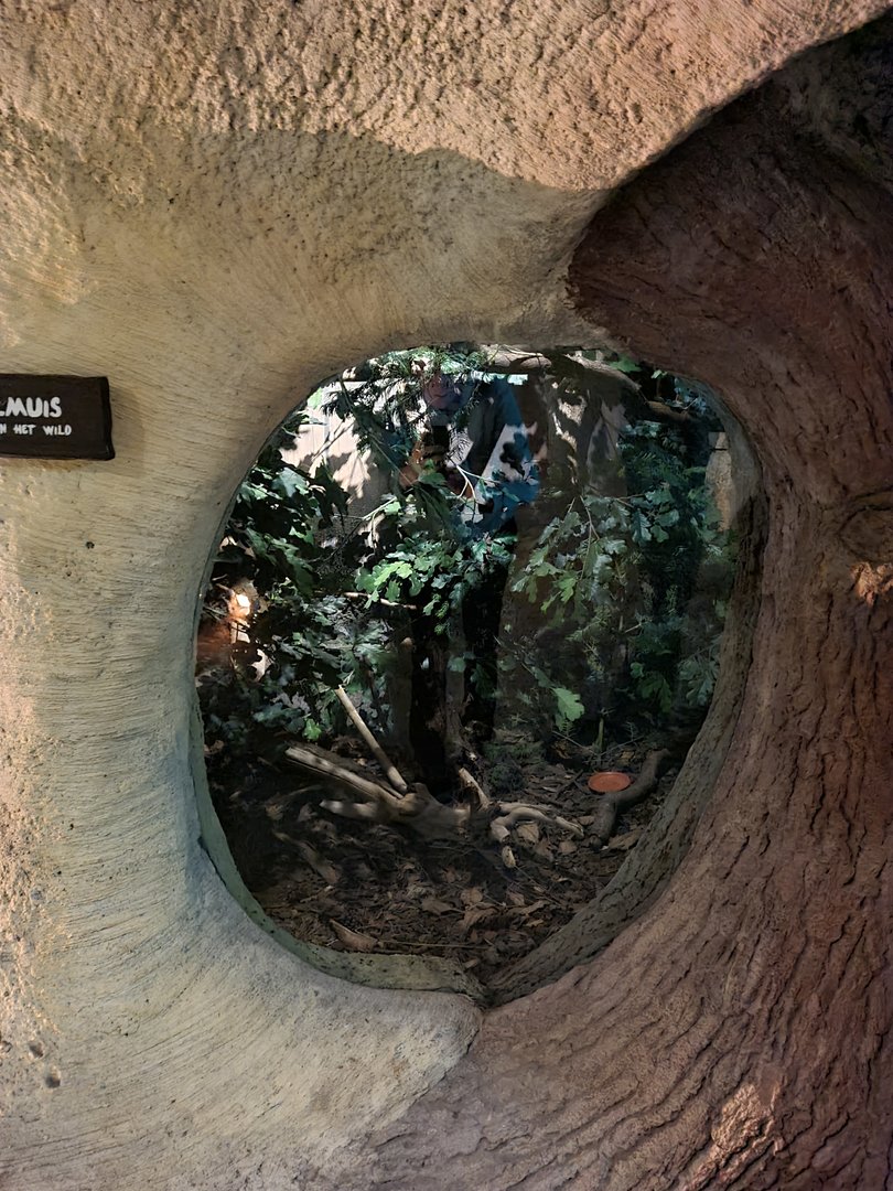 The Woods - Eurasian garden dormouse enclosure