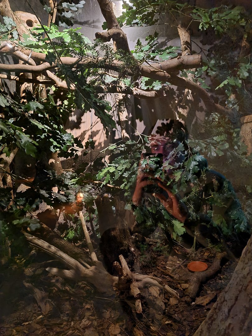 The Woods - Eurasian garden dormouse enclosure