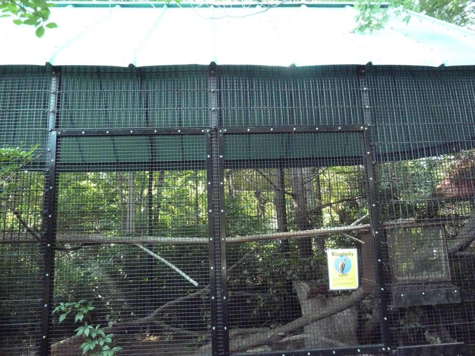 The Woods - Ringtail Exhibit