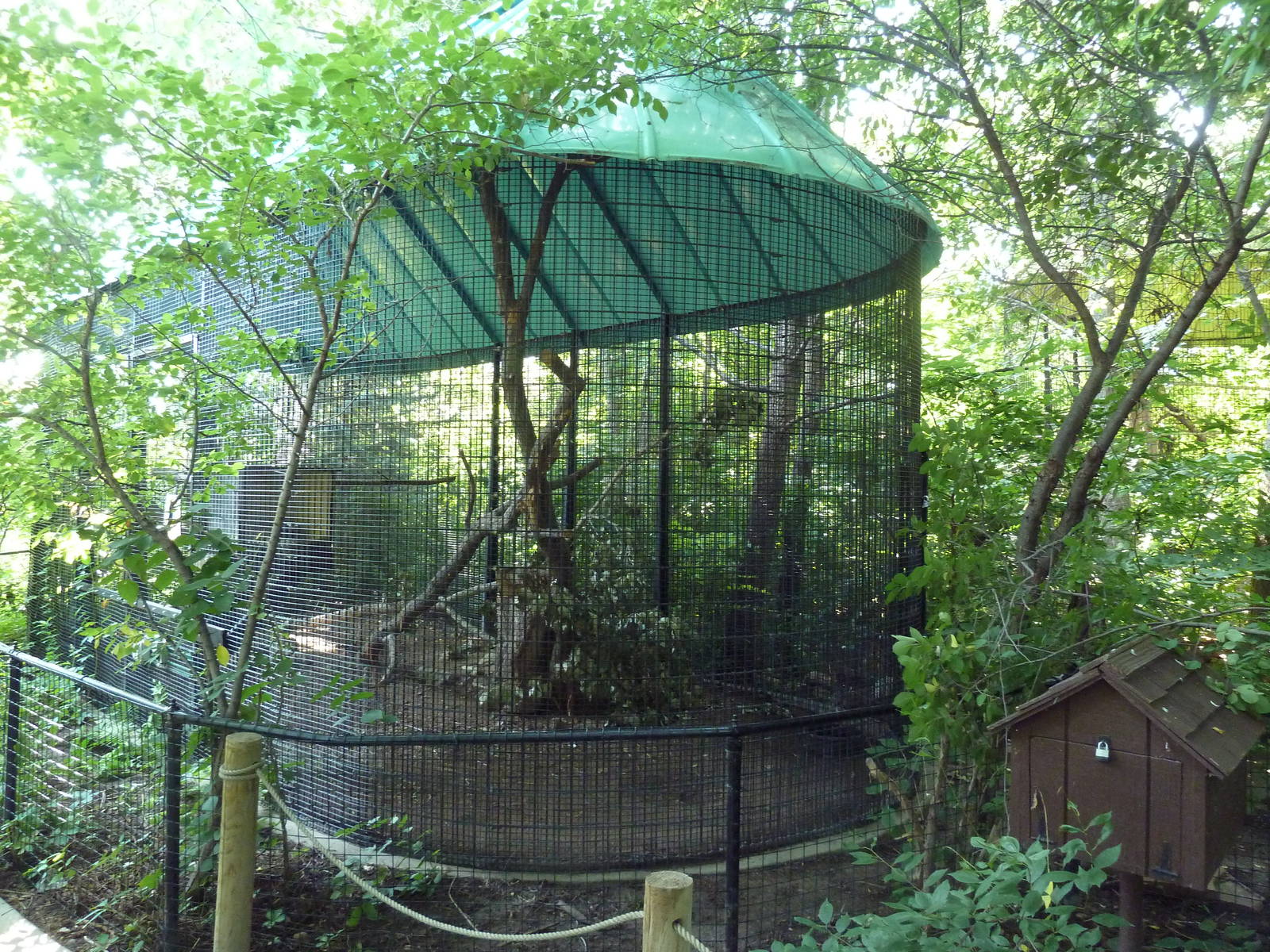The Woods - Ringtail Exhibit
