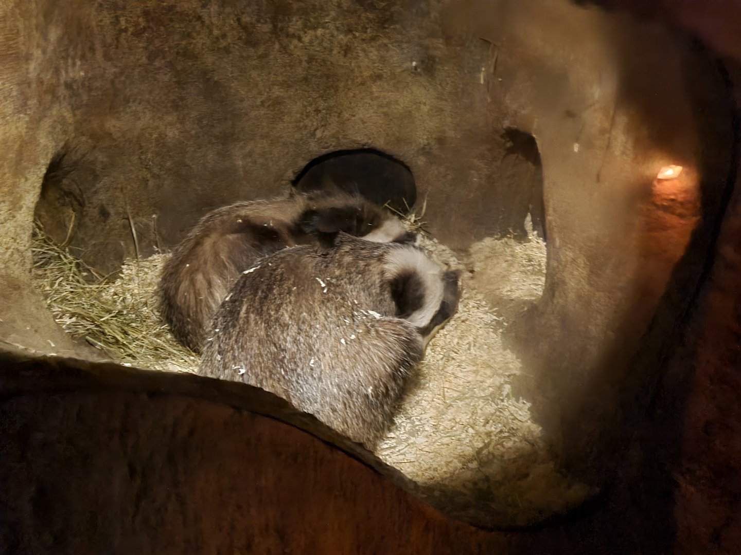 The Woods - Sleeping badgers