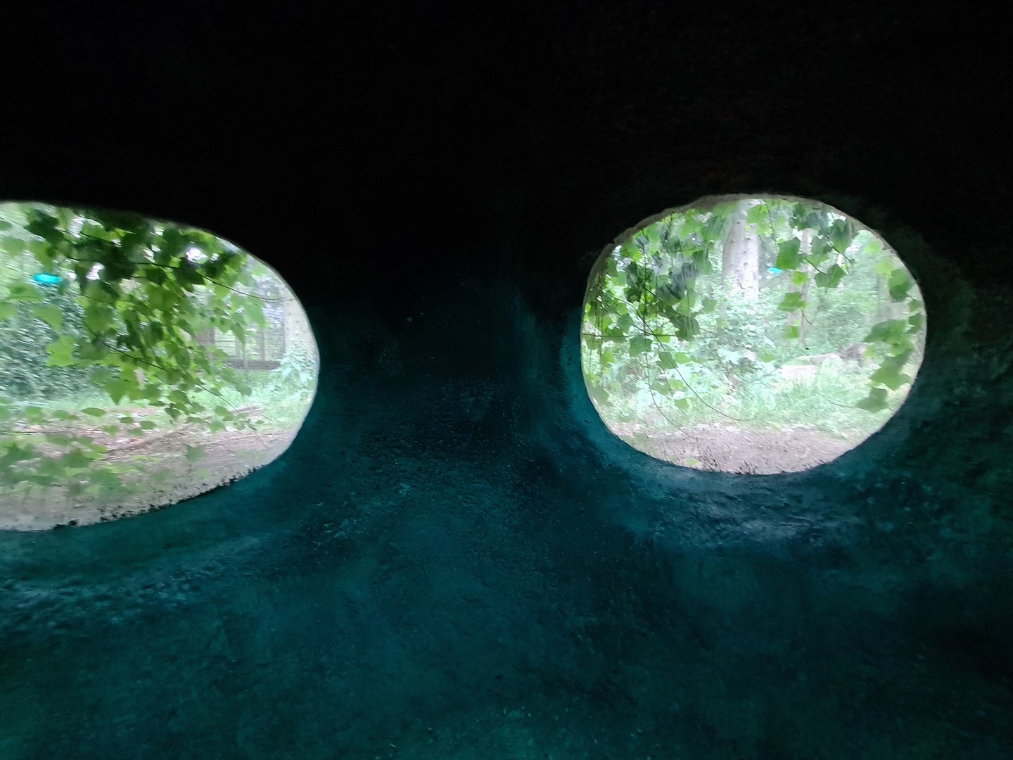 The Woods - Wolf viewing point from Badger den