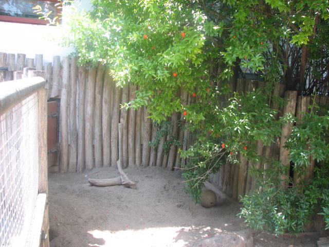 The world's biggest newly built Aardvark exhibit :D