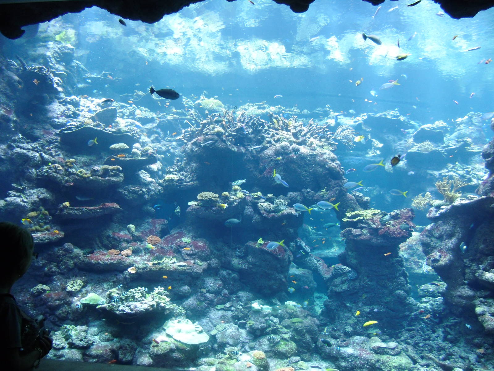 The World's deepest reef at the Steinhart Aquarium
