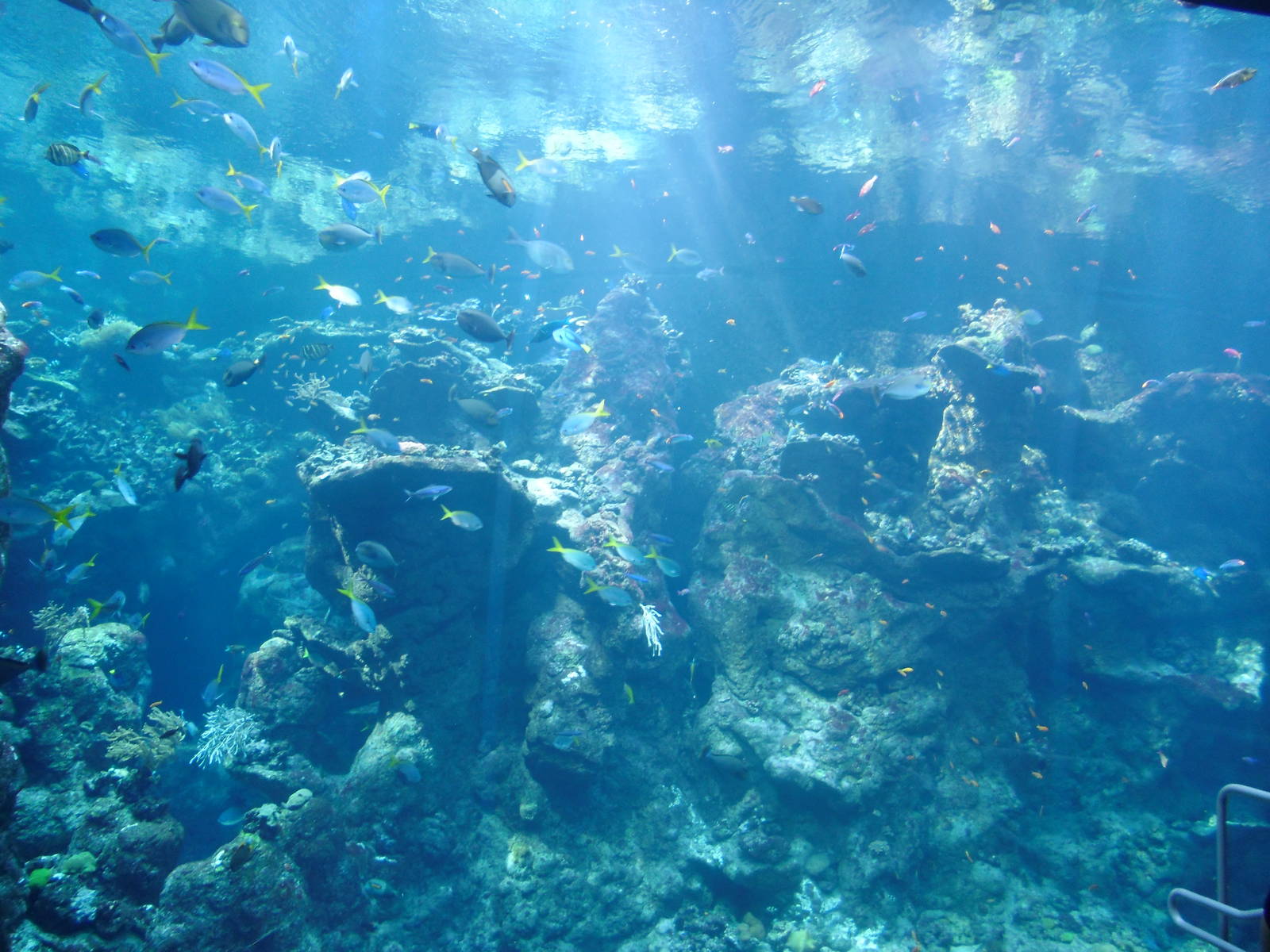 The World's deepest reef at the Steinhart Aquarium