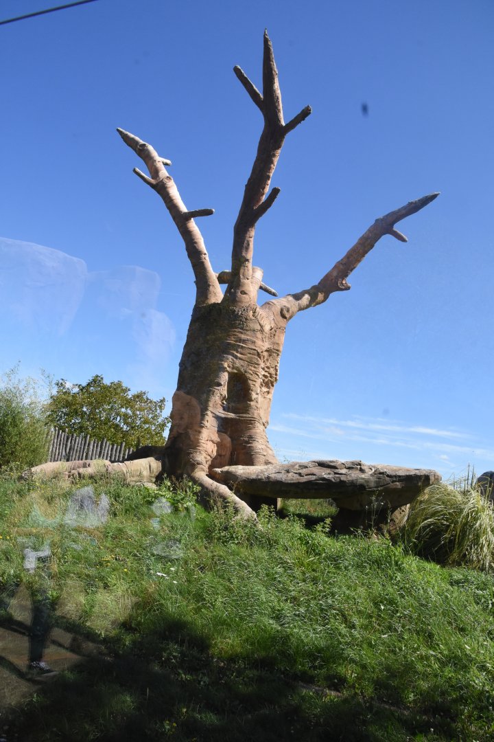the world's ugliest baobab