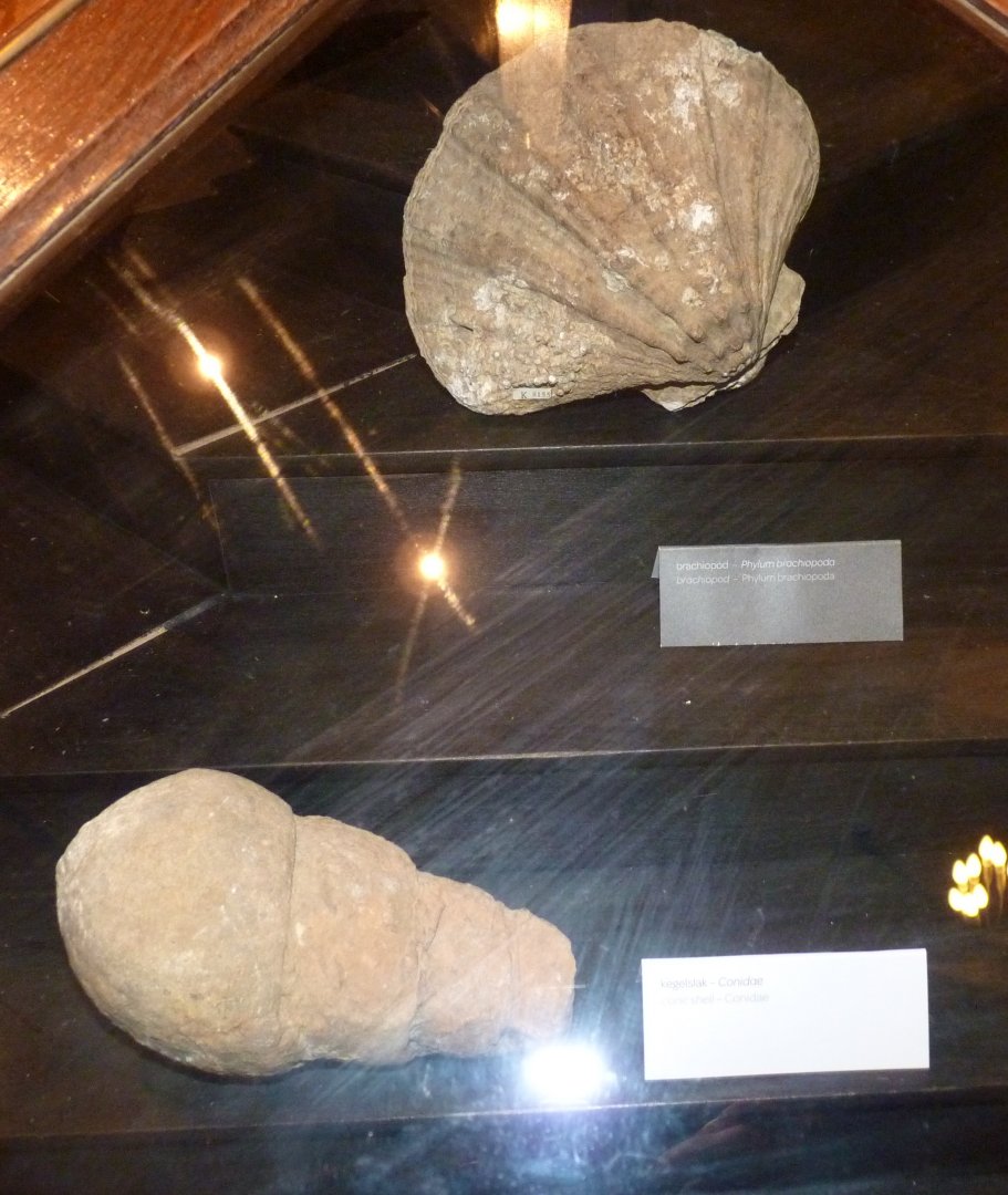 The worst of all the error signates at the Aquarium "museum"