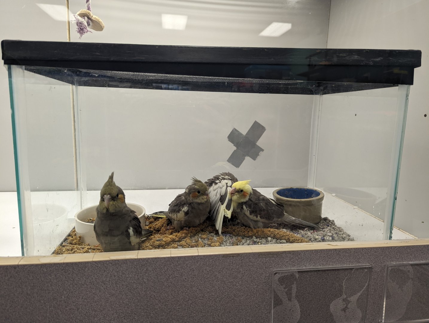 The worst way to keep birds