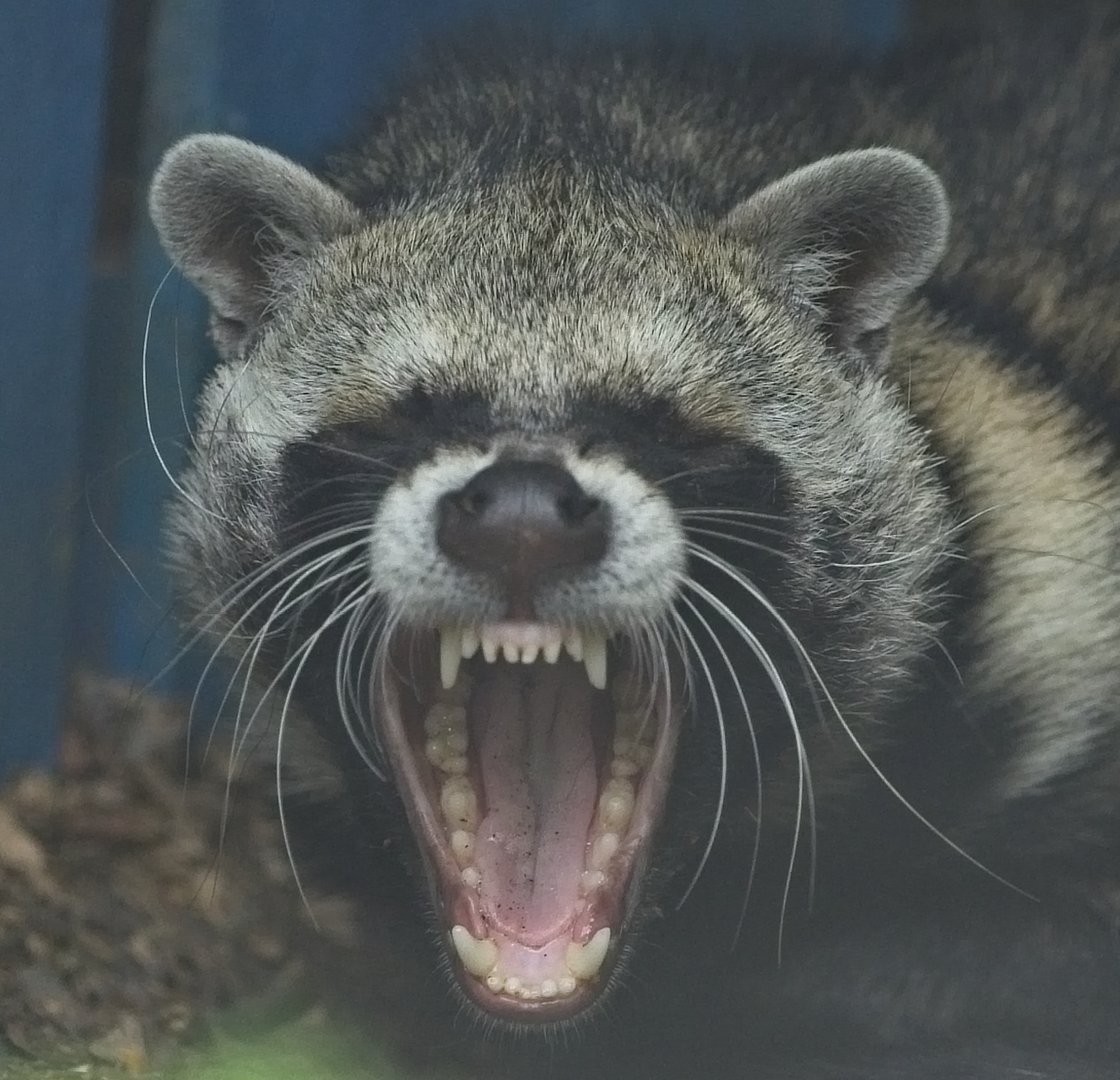 ' The yawn' African Civet
