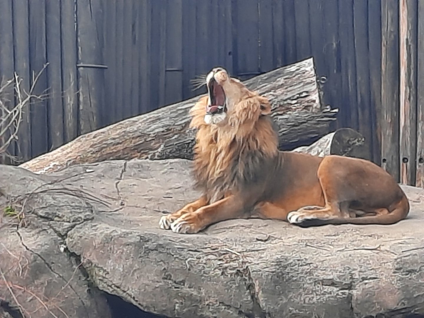 The Yawn of a King