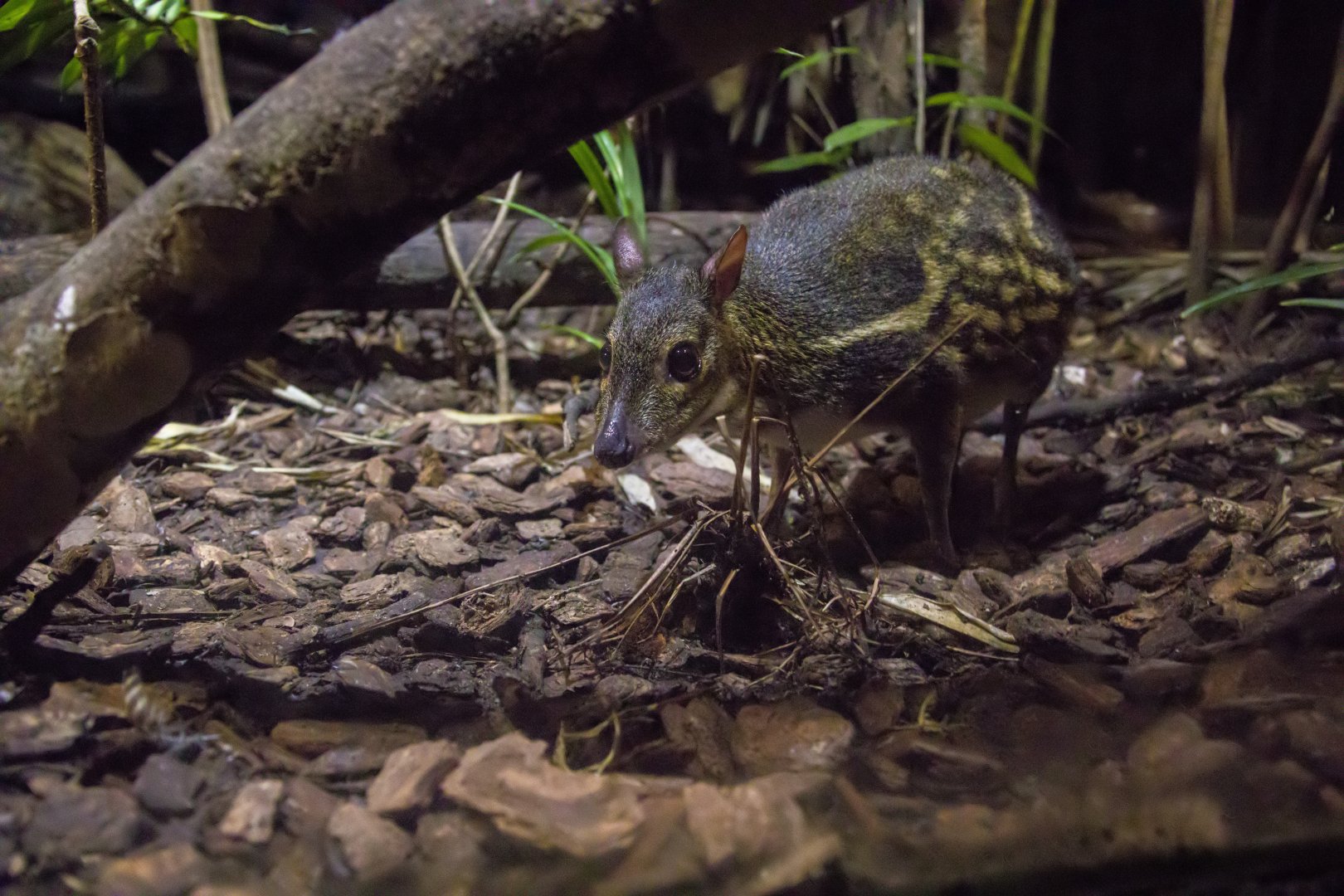 The yellow-striped chevrotain (Moschiola kathygre)