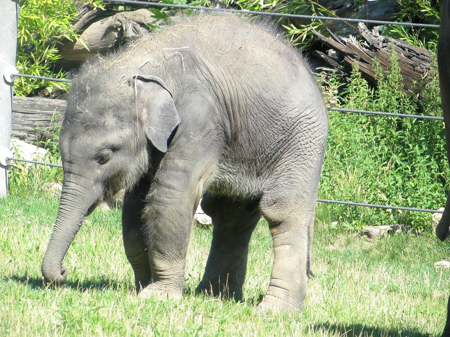The youngest in the Elephants family - July/2017