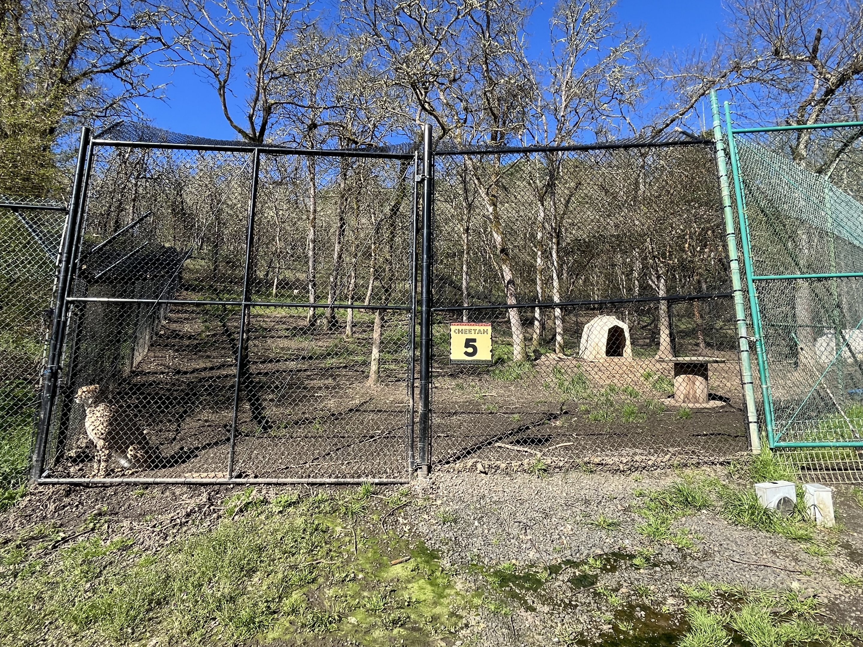 The zoo has 27 Cheetahs!